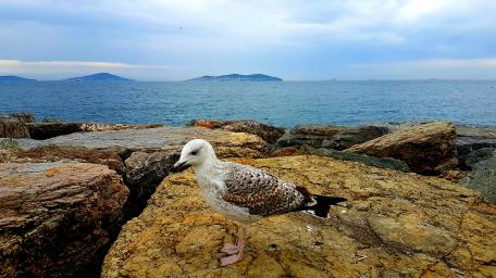 Seagull wallpaper