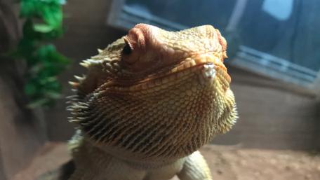 Majestic Bearded Dragon Close-Up wallpaper