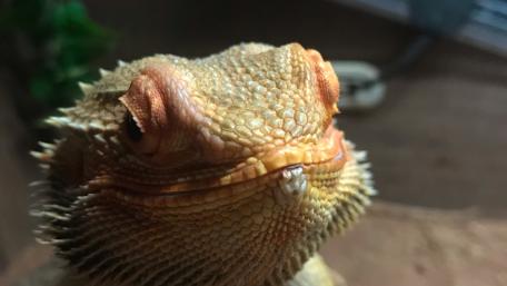 Bearded Dragon Close-Up Wallpaper wallpaper