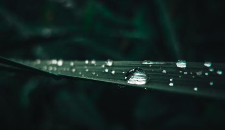 Dew-Kissed Serenity in Nature's Embrace wallpaper