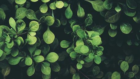 Verdant Serenity Wallpaper wallpaper