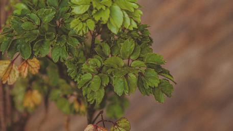 Fresh Verdant Beauty in Focus wallpaper