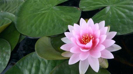 Serene Pink Lotus Flower on Tranquil Water Surface wallpaper