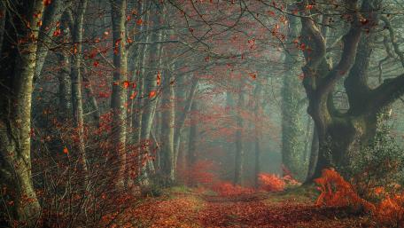 Enchanting Autumn Forest Trail View wallpaper