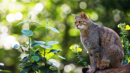 Majestic Cat Amidst Bokeh Lights wallpaper
