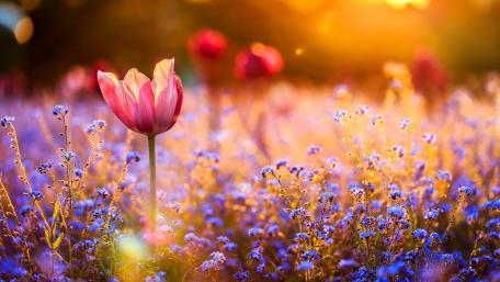 Springtime Splendor Among Tulips and Wildflowers wallpaper