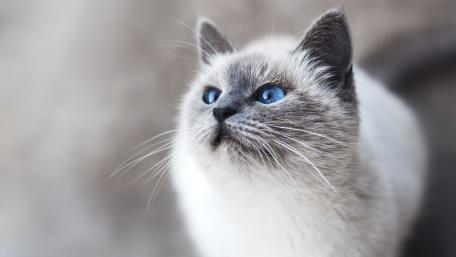 Beautiful Cat with Striking Blue Eyes in 4K Wallpaper wallpaper