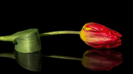 Red Tulip with Water Drops in Dark Elegance wallpaper
