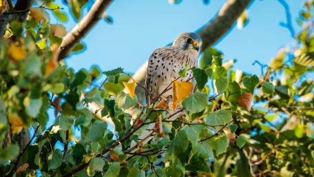 Majestic Hawk Perched Among Leaves wallpaper
