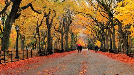 Golden Autumn Serenity in the Park wallpaper