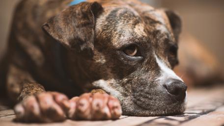 Gentle Companion Relaxing on the Floor wallpaper