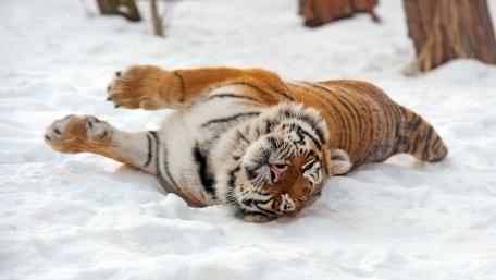 Majestic Siberian Tiger Relaxing in Snowy Landscape wallpaper