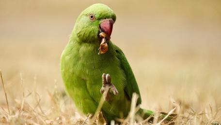 Vibrant Green Parrot Enjoying a Snack wallpaper