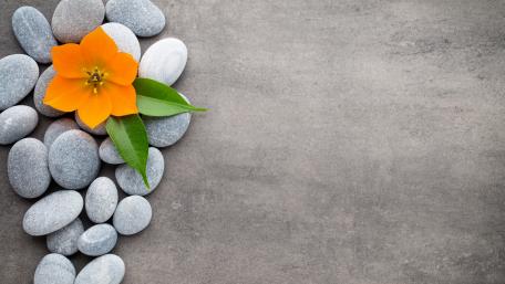 Elegant Harmony of Flower and Stones in 4K Wallpaper wallpaper