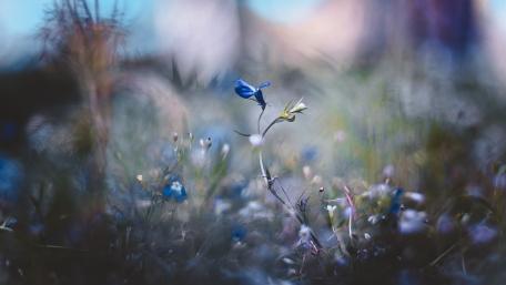 Serenity in Blue Flowers Amidst Nature's Blur wallpaper