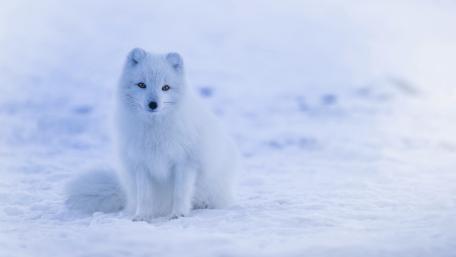 Arctic fox in the snow wallpaper