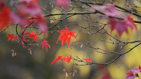 Vibrant Autumn Maple Leaves Against a Blurry Background wallpaper