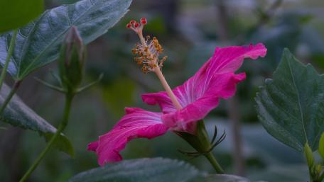 Pink hibiscus wallpaper