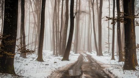 Serene Winter Forest Pathway Amidst Snowfall wallpaper