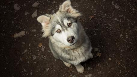 Charming Husky Pup Staring Upwards wallpaper