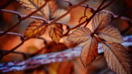Autumn Leaves Embracing a Rusty Fence wallpaper