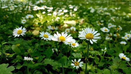 Flowers wallpaper