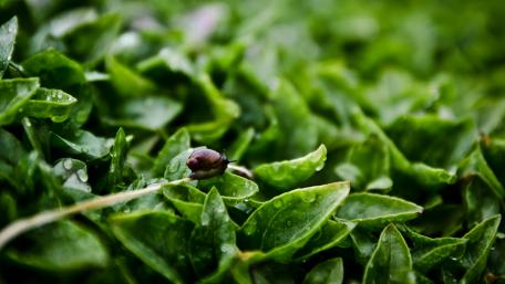 Serene Snail Among Lush Green Leaves wallpaper