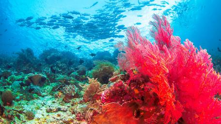 Underwater Paradise with Coral and Fish School wallpaper