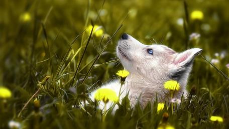 Husky puppy wallpaper