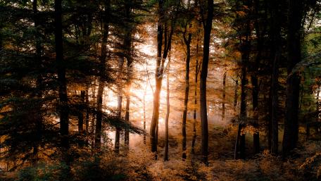 Forest Radiance in Sunlit Splendor wallpaper