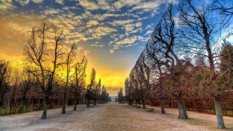 Golden Autumn Tree Lane wallpaper
