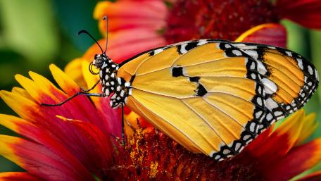 Golden Beauty on Bloom wallpaper
