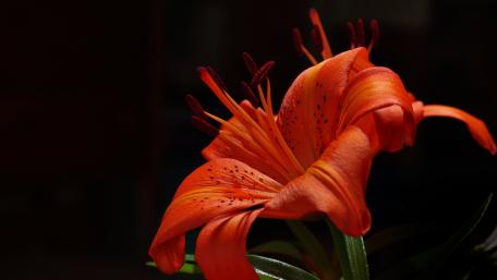 Vibrant Orange Lily Blooming in 4K Quality wallpaper