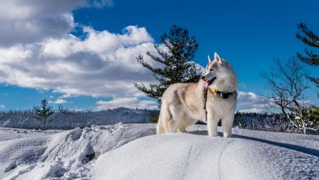 Husky in Snowy Wonderland wallpaper