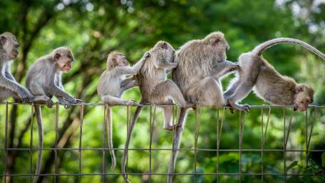 Monkey grooming wallpaper