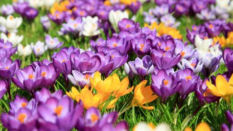 Vibrant Spring Crocus Blooming Carpet of Colors wallpaper