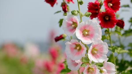Hollyhocks in Bloom Vibrant Garden Elegance wallpaper