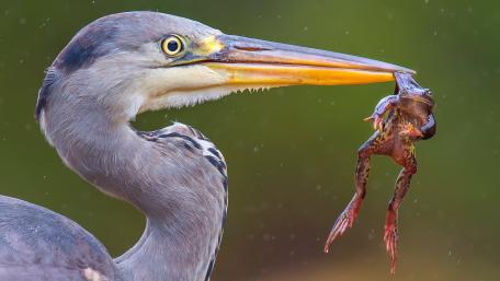 Heron with a Frog in its Beak wallpaper