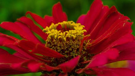 Radiant Red and Yellow Flower Close-Up wallpaper