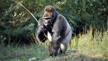 Gorilla wallpaper