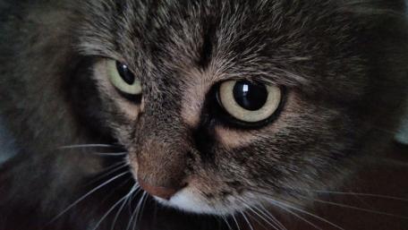 I love my cat, my cat name is Luki wallpaper