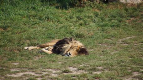 Lion sleep in the sun wallpaper