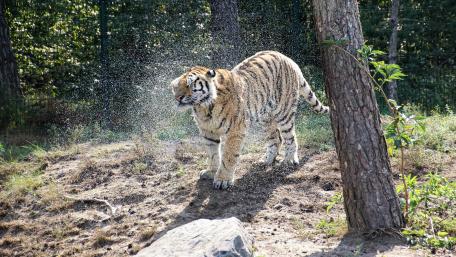 Tiger (Bathing day) wallpaper