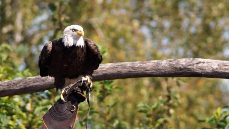 Bald eagle wallpaper