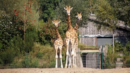 Giraffes wallpaper