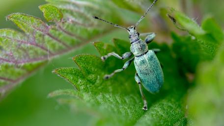 Emerald Beetle on Green Leaf wallpaper