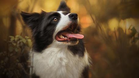 Majestic Border Collie in Nature Glow wallpaper