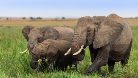 Majestic Elephants in the Wild wallpaper