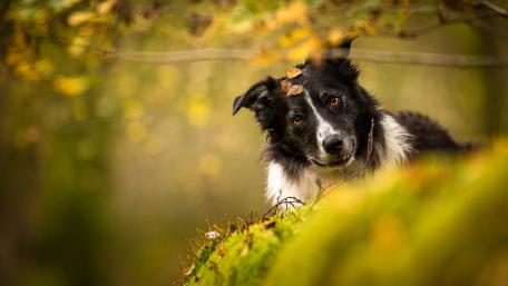 Autumn Adventures with a Border Collie wallpaper