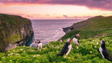 Puffins in Skomer Island wallpaper